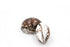cowrie tigris shells